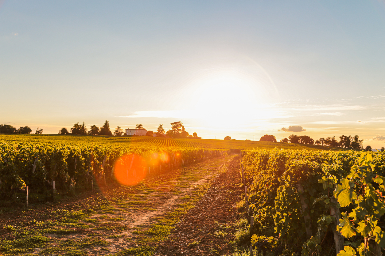 A field with a vineyard against sunset in the town of St. Emilion, France. A road path in the middle of the field